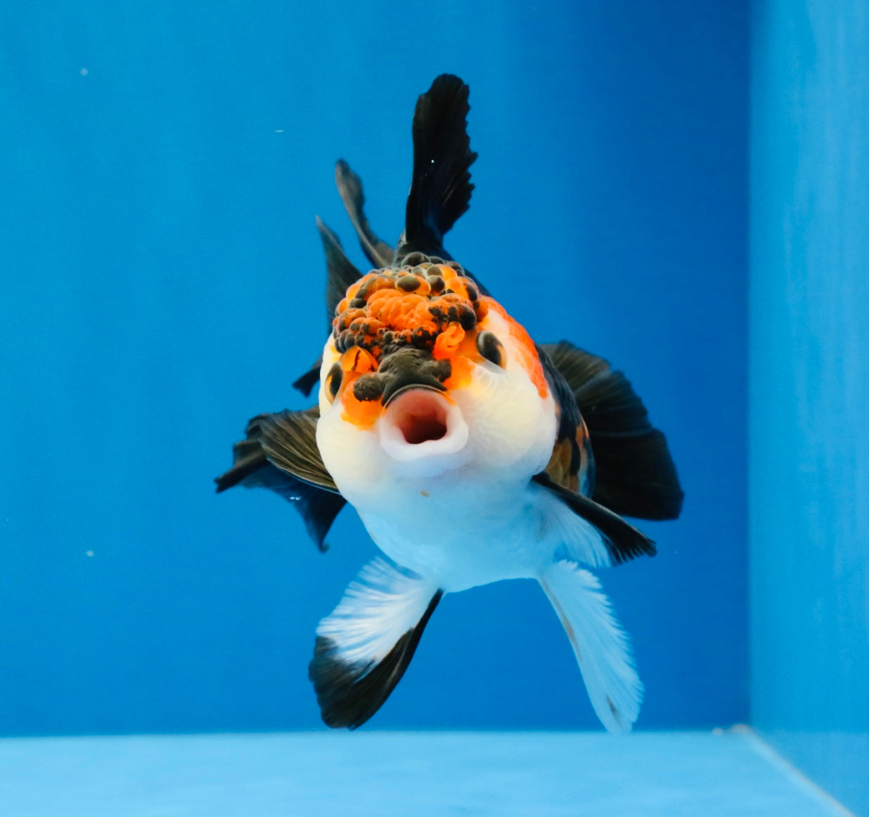 [SINGLE] Red Oranda Female 4.5 inches #032026SO_03