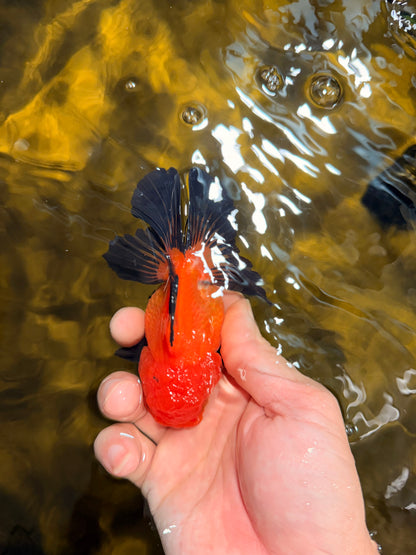 [SINGLE] Apache Oranda Female 4-4.5 inches #030626SO_08