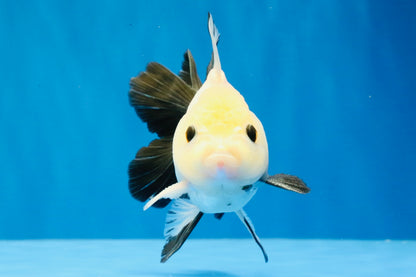 [SINGLE] Panda Button Eyes Oranda Male 4.5 inches #031326SO_10