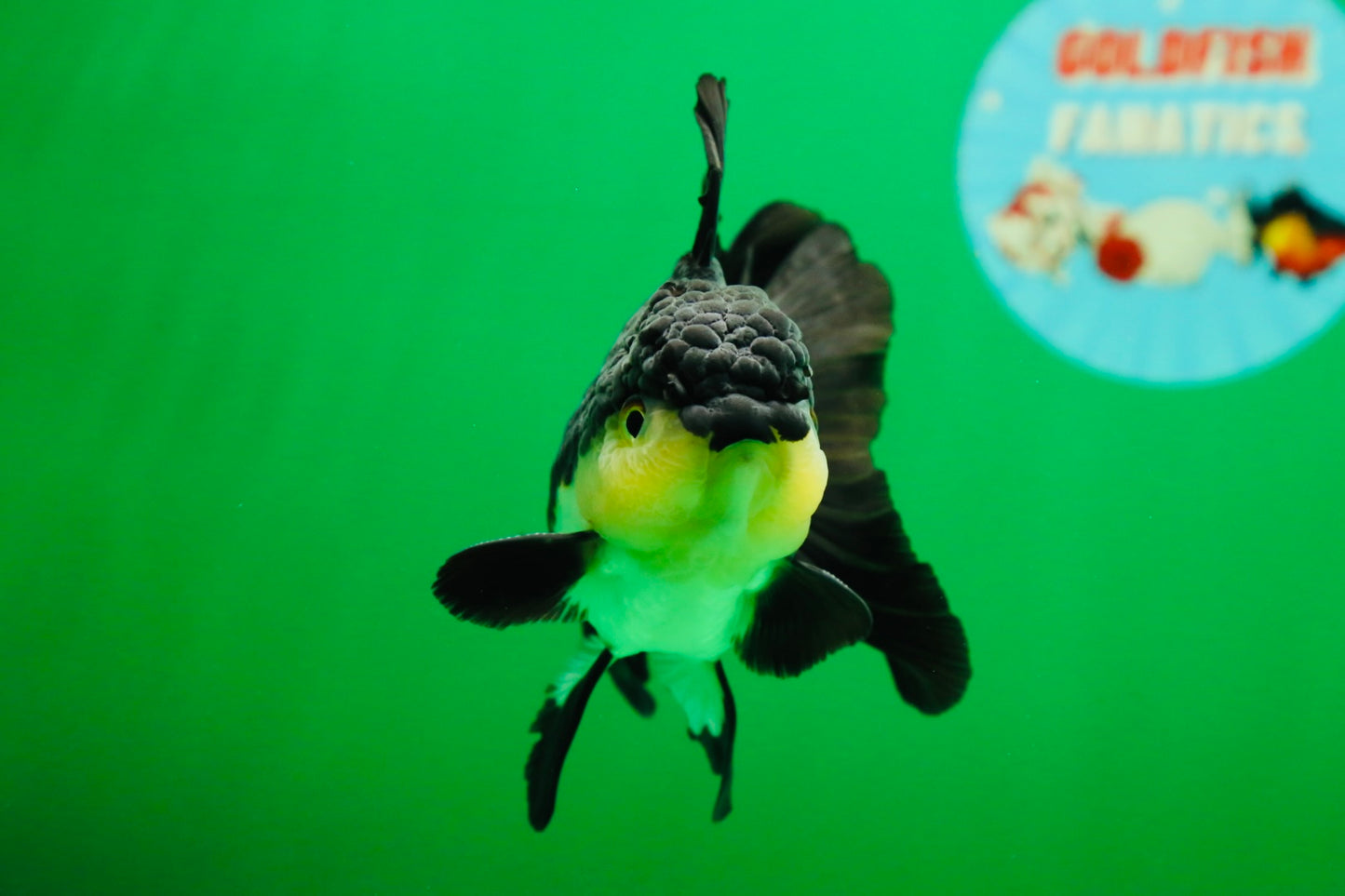 [SINGLE] Panda Oranda Male 4.5 inches #082225SO_08