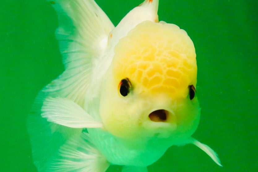 [SINGLE] White Oranda Male 5 inches #121925SO_01