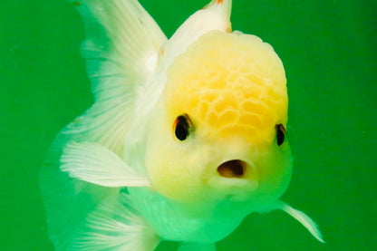 [SINGLE] White Oranda Male 5 inches #121925SO_01