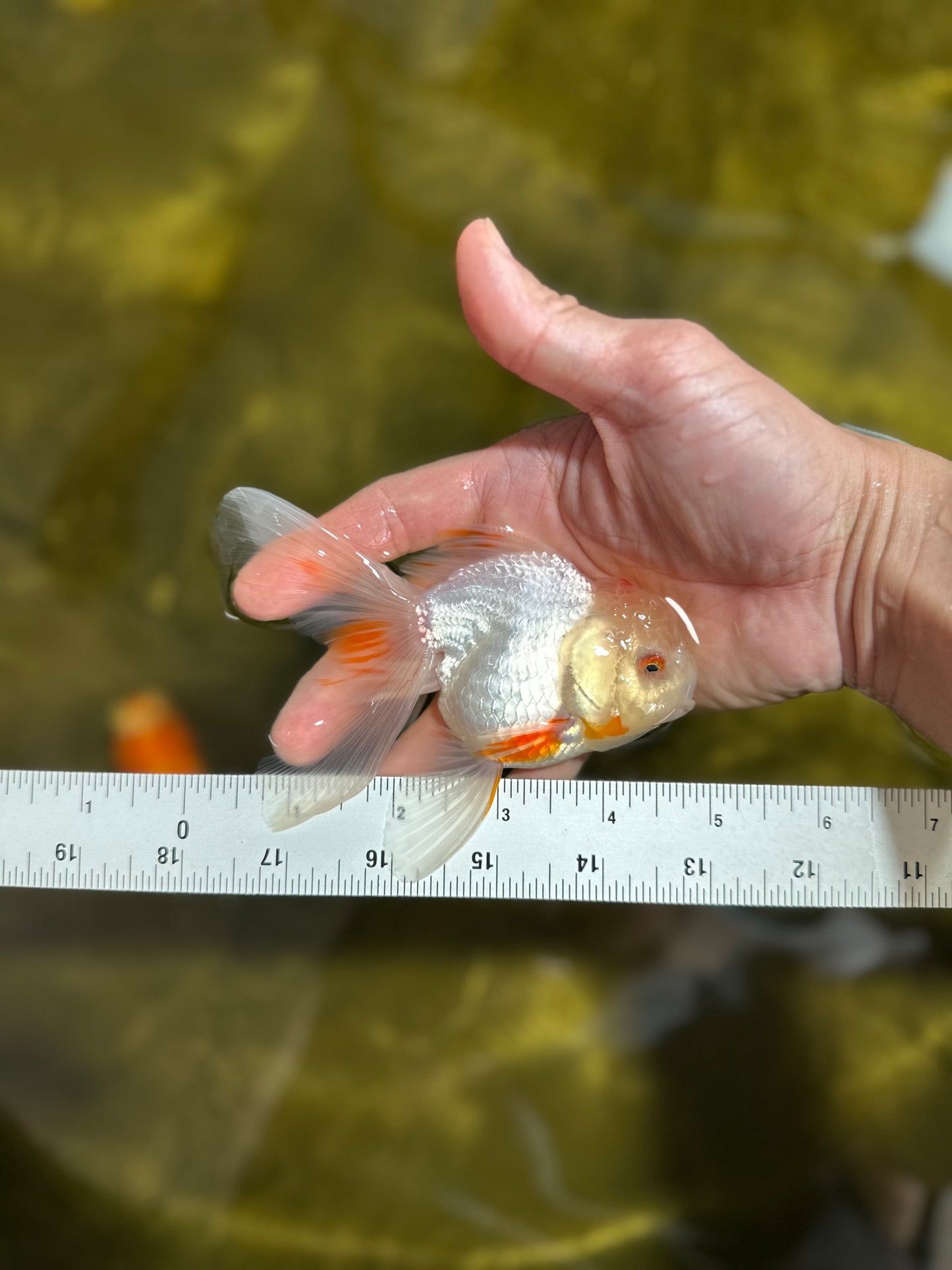 [SINGLE] White Oranda Male 4.5 inches #041125_06