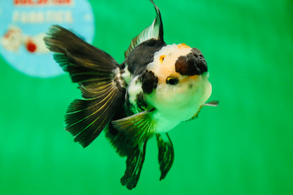 [SINGLE] Panda Oranda Male 4.5 inches #090525SO_04