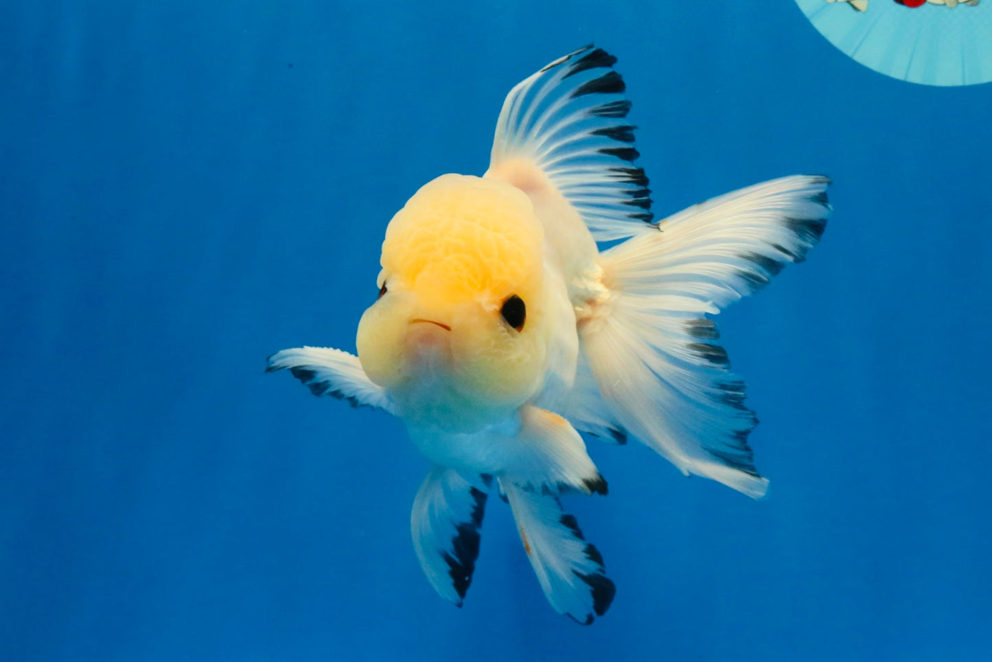 [SINGLE] Tricolor Oranda Male 4.5-5 inches #030626SO_05
