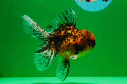 [SINGLE] Tiger Oranda Male 4.5 inches #081525SO_01