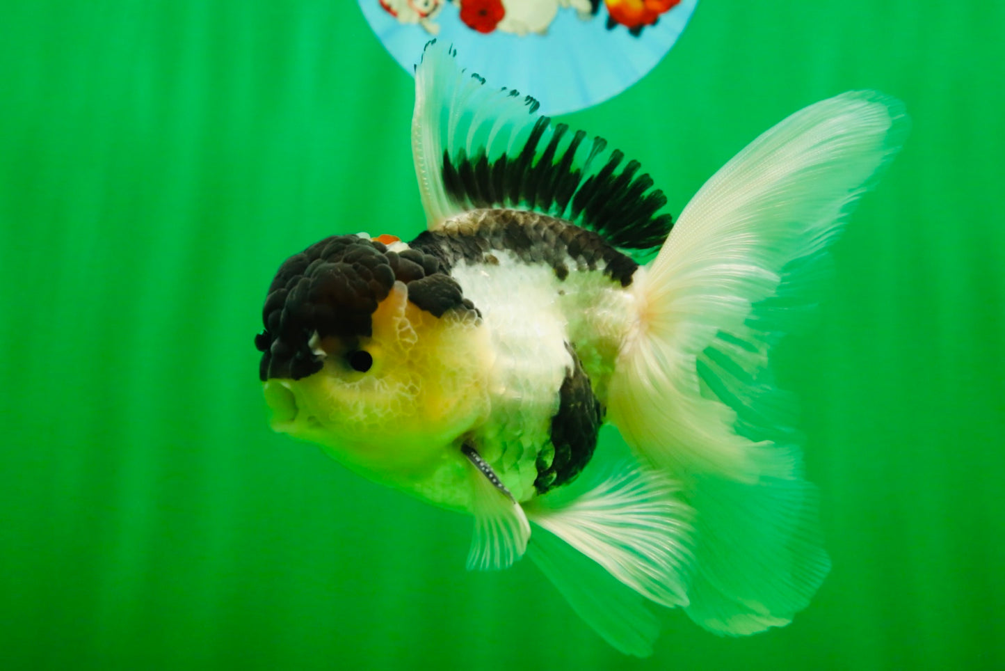 [SINGLE] Panda Oranda Male 4.5-5 inches #080825SO_07