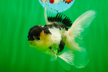 [SINGLE] Panda Oranda Male 4.5-5 inches #080825SO_07