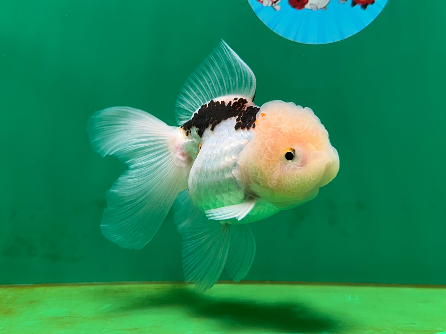 [SINGLE] Tricolor Oranda Female 4.5 inches #060625SO_06