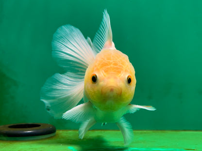 [SINGLE] White Oranda Male 4.5 inches #060625SO_03
