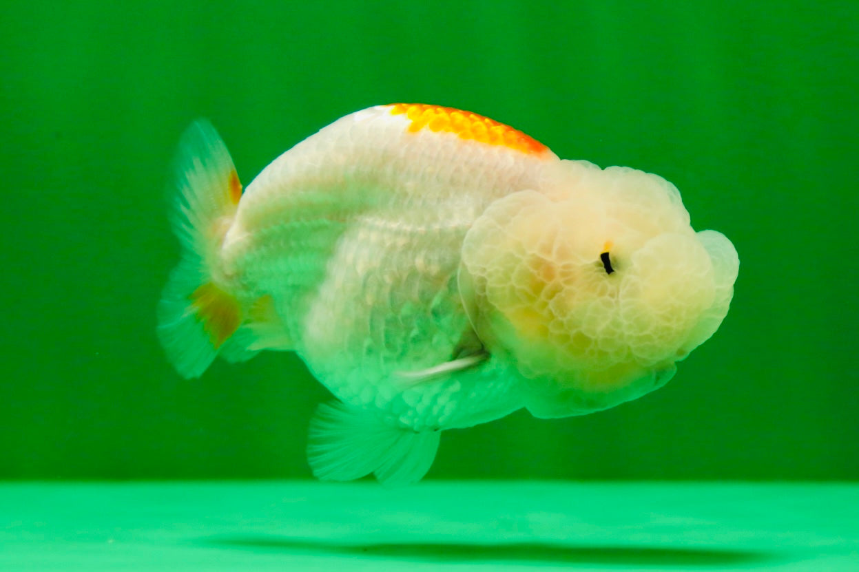 [COUPLE] Red White Lionchu Gender : Unknown 3 inches #041125_09