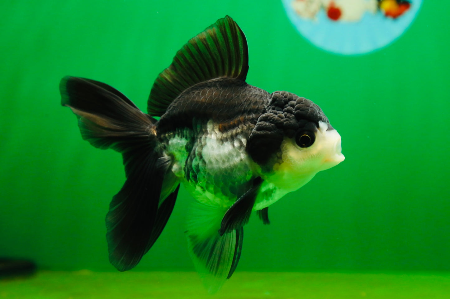 [SINGLE] Panda Oranda Male 4.5 inches #080825SO_10