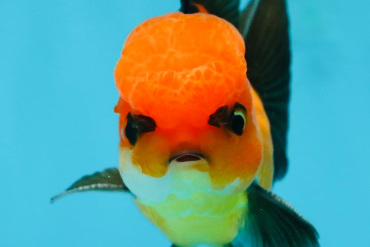 [SINGLE] Apache Oranda Male 4 inches #121324SO_13 – Goldfish Fanatics