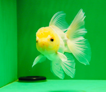 [SINGLE] White Oranda Male 4.5-5 inches #041825SO_03