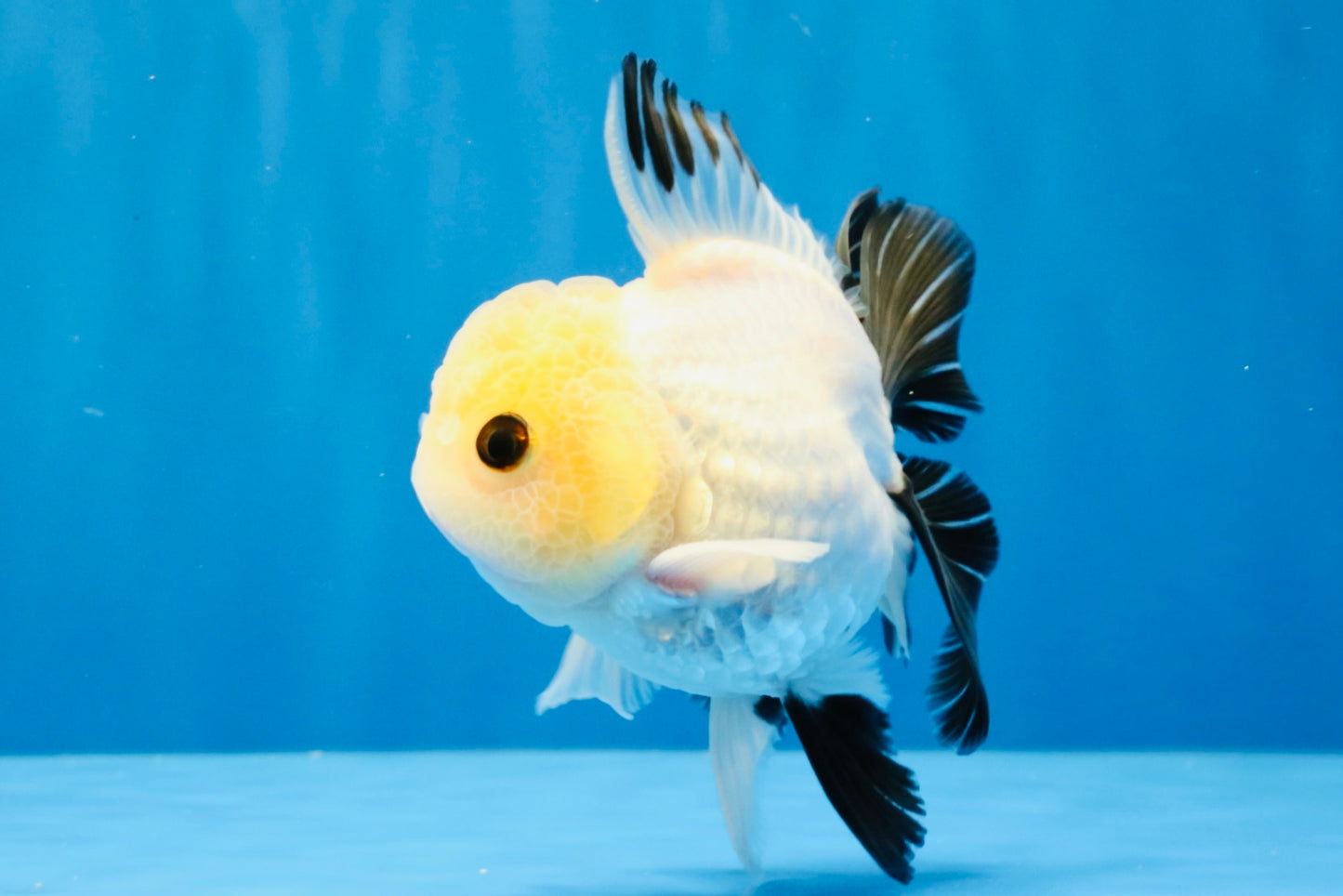[SINGLE] Panda Button Eyes Oranda Male 4.5 inches #032026SO_10