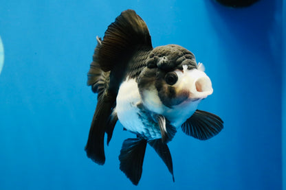 [SINGLE] Panda Oranda Female 4.5 inches #041026SO_02