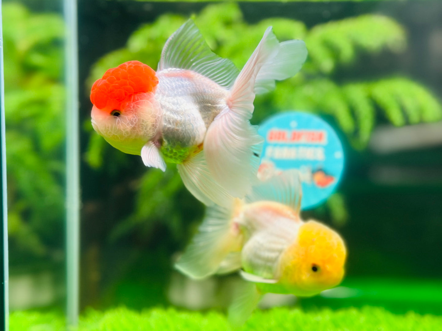 [COUPLE] Lemonhead & Red Cap Oranda size 4-4.5 inches #111524CO_15