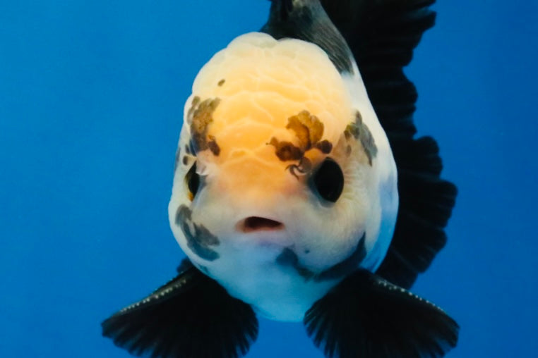 [SINGLE] Panda Button Eyes Oranda Male 4 inches #030626SO_06