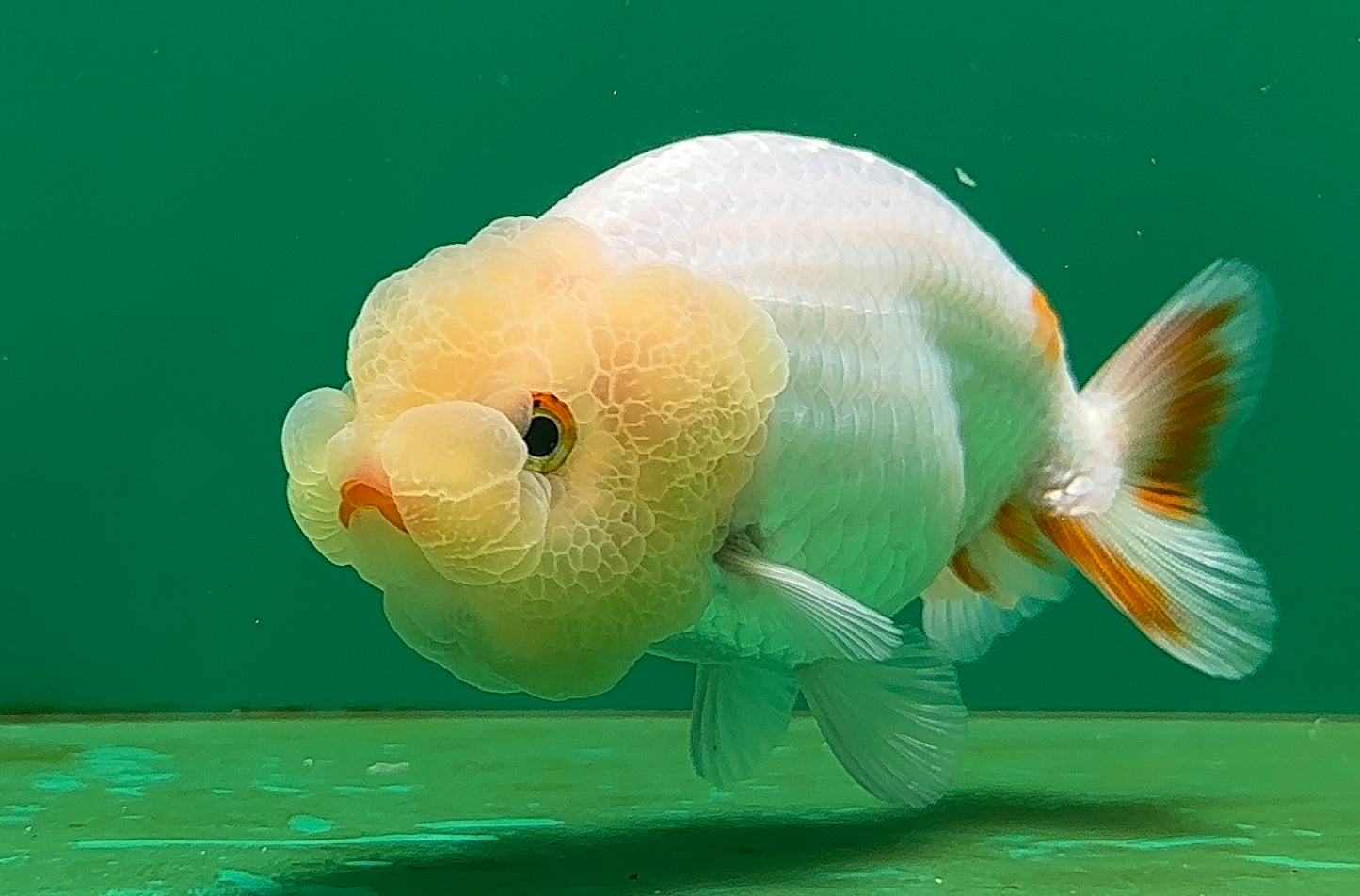 [SINGLE] White Lionchu Female 4-4.5 inches #062725SL_05
