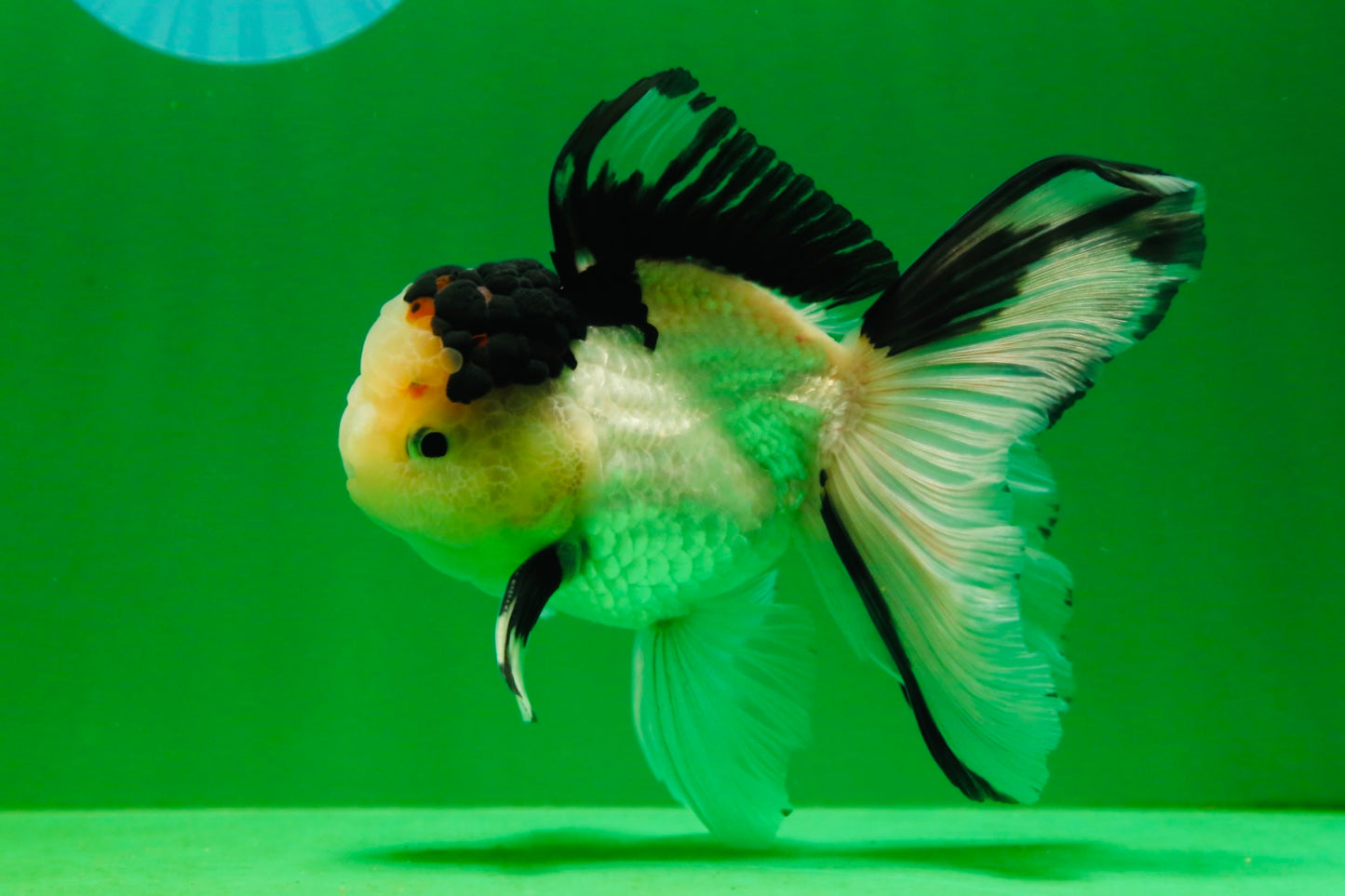 [SINGLE] Tricolor Male Oranda 5 inches #080125SO_12