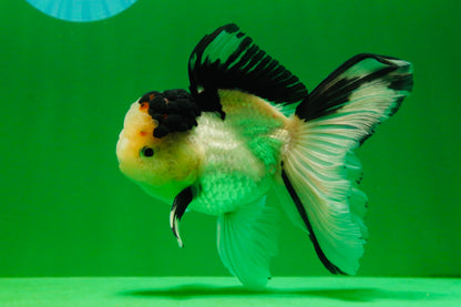 [SINGLE] Tricolor Male Oranda 5 inches #080125SO_12