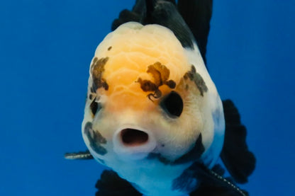 [SINGLE] Panda Button Eyes Oranda Male 4 inches #030626SO_06