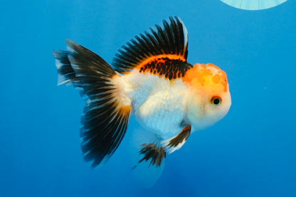 [SINGLE] Tricolor Oranda Male 4-4.5 inches #032026SO_06