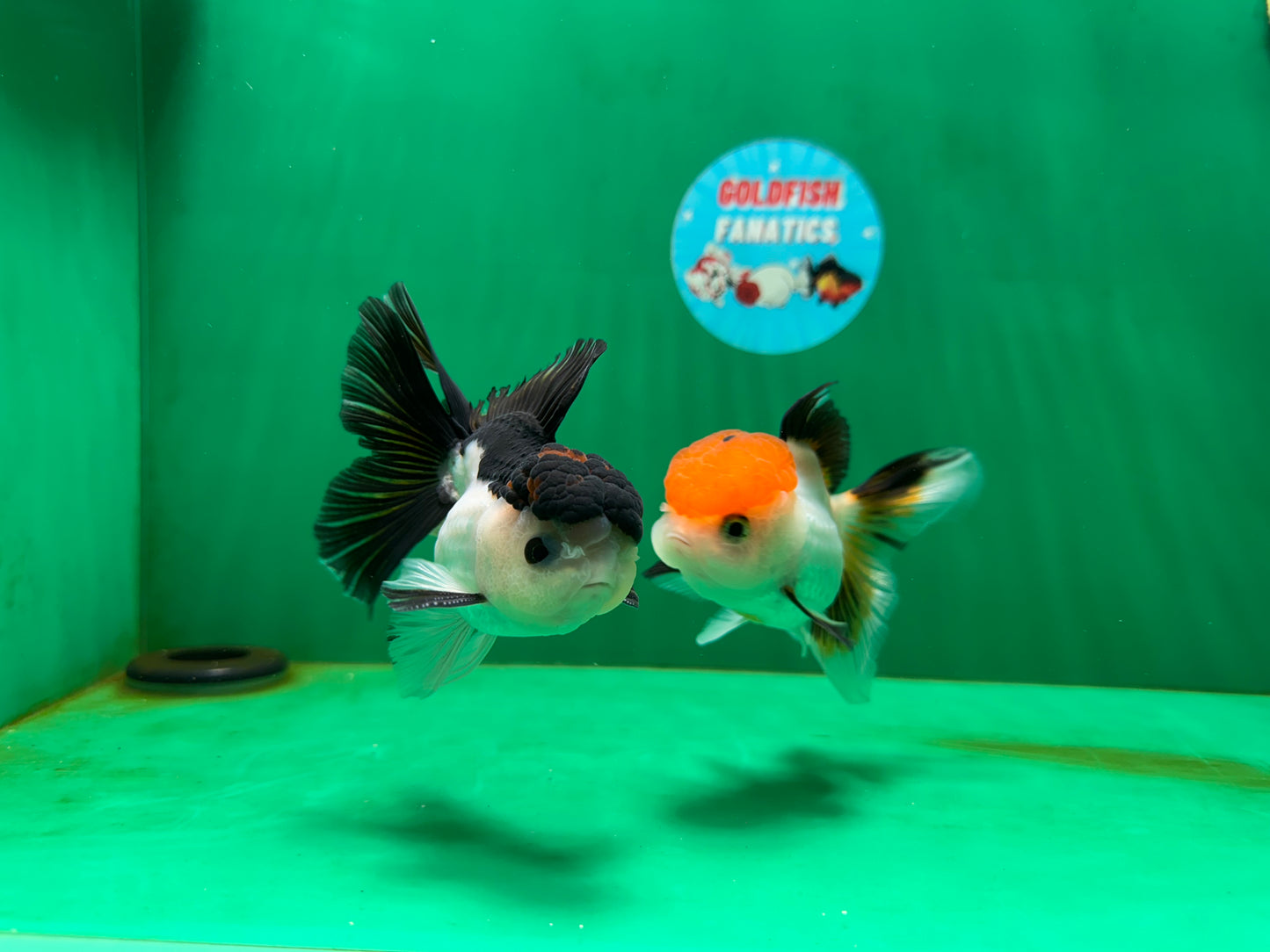 [COUPLE] Tricolor Female & Panda Male Oranda 4 inches #051625CO_07