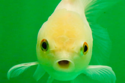 [SINGLE] White Oranda Male 4.5 inches #121925SO_03