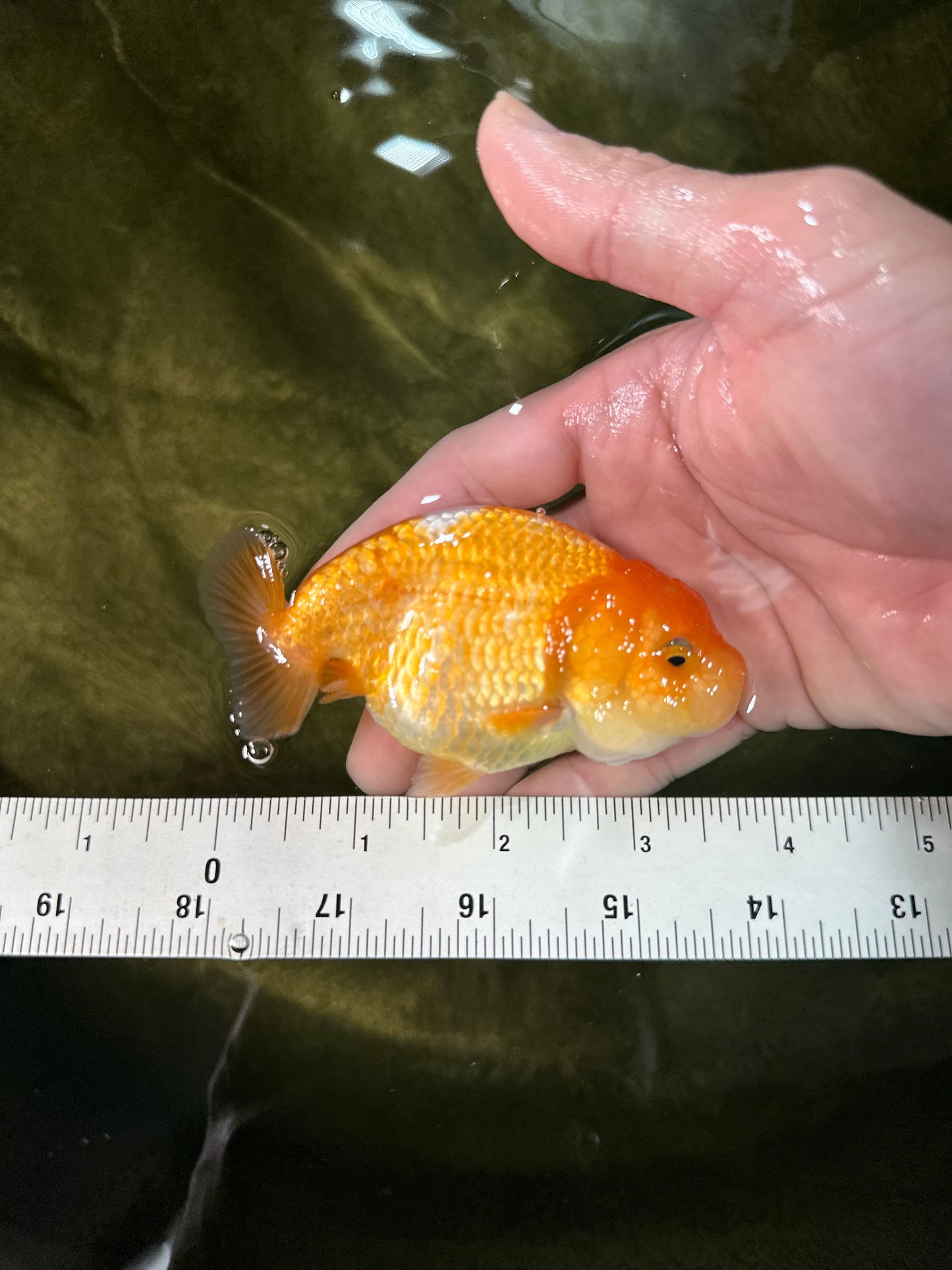 [COUPLE] Red White Male & Orange Female 3-3.5 inches #050225CL_12