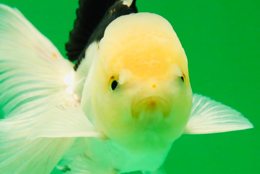 [SINGLE] Panda Oranda Male 4-4.5 inches #041825SO_04