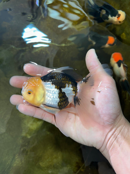 [SINGLE] Panda Male Oranda 4.5-5 inches #080125SO_08