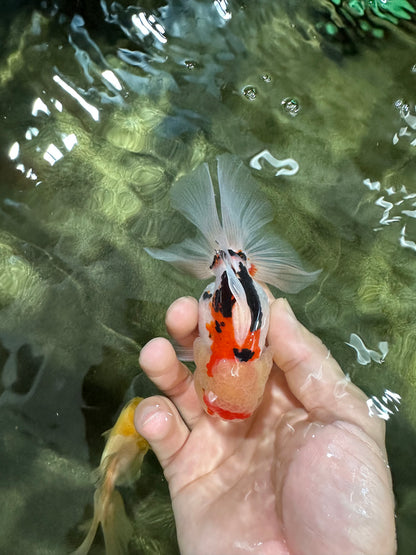 [COUPLE] Panda & Tricolor Male Oranda 4-4.5 inches #052325CO_04