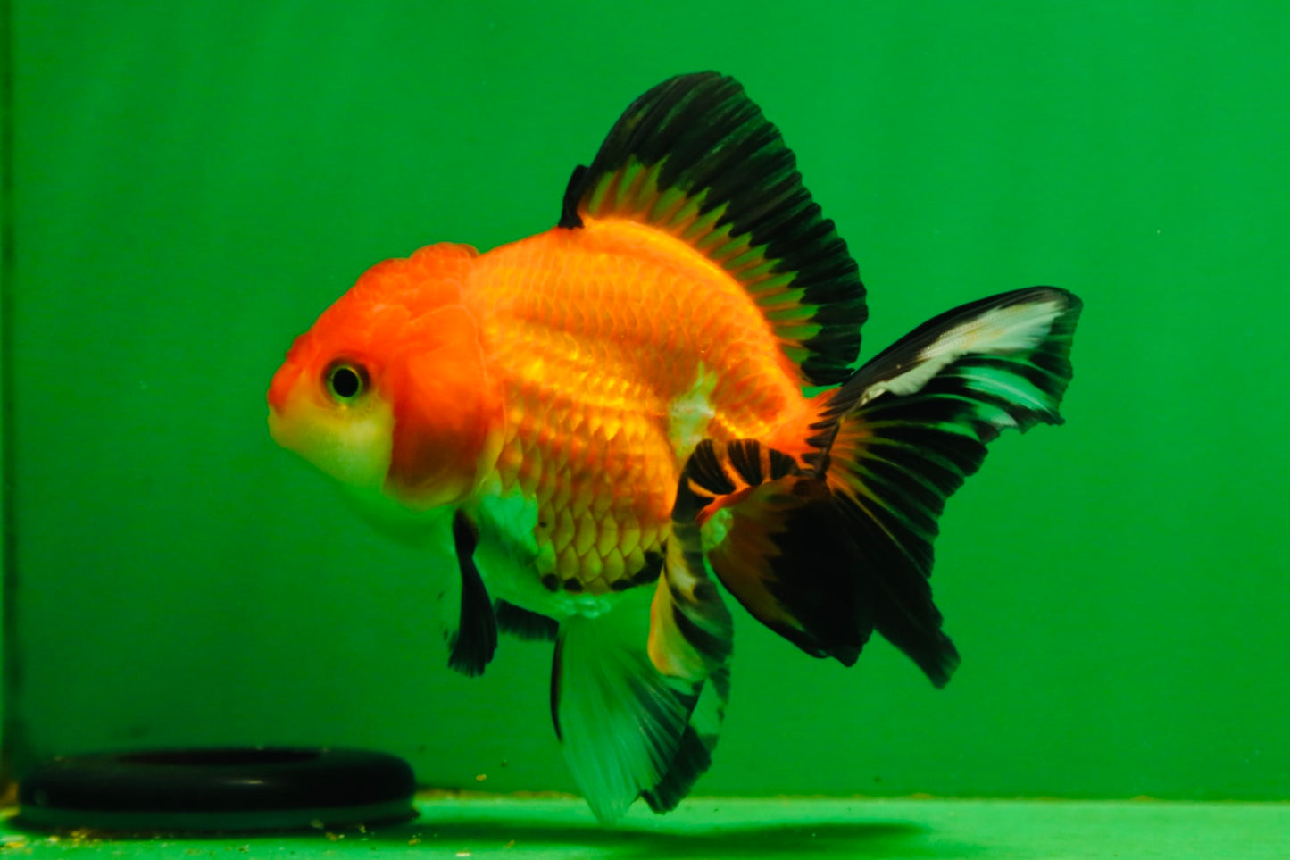 [SINGLE] Tricolor Female Oranda 4-4.5 inches #080125SO_02