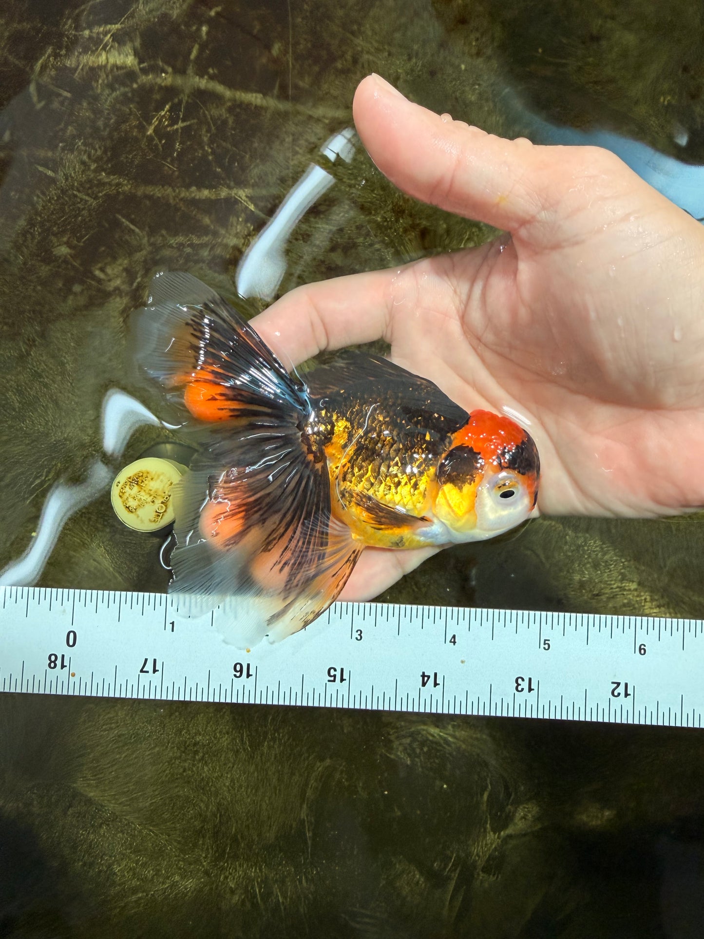 [SINGLE] Tricolor Oranda Female 4.5-5 inches #111425SO_09