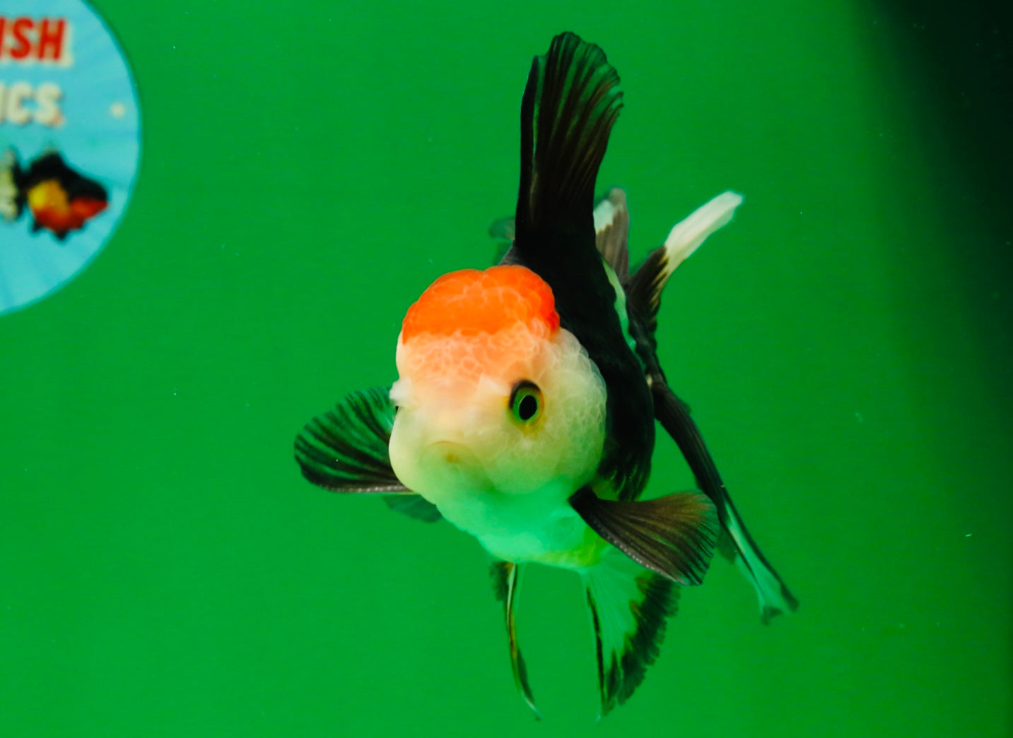 [COUPLE] Tricolor Male & Panda Female Oranda 4.5 inches #101025CO_02