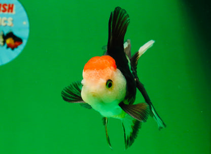 [COUPLE] Tricolor Male & Panda Female Oranda 4.5 inches #101025CO_02