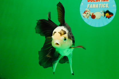 [SINGLE] Panda Oranda Male 5 inches #112125SO_03