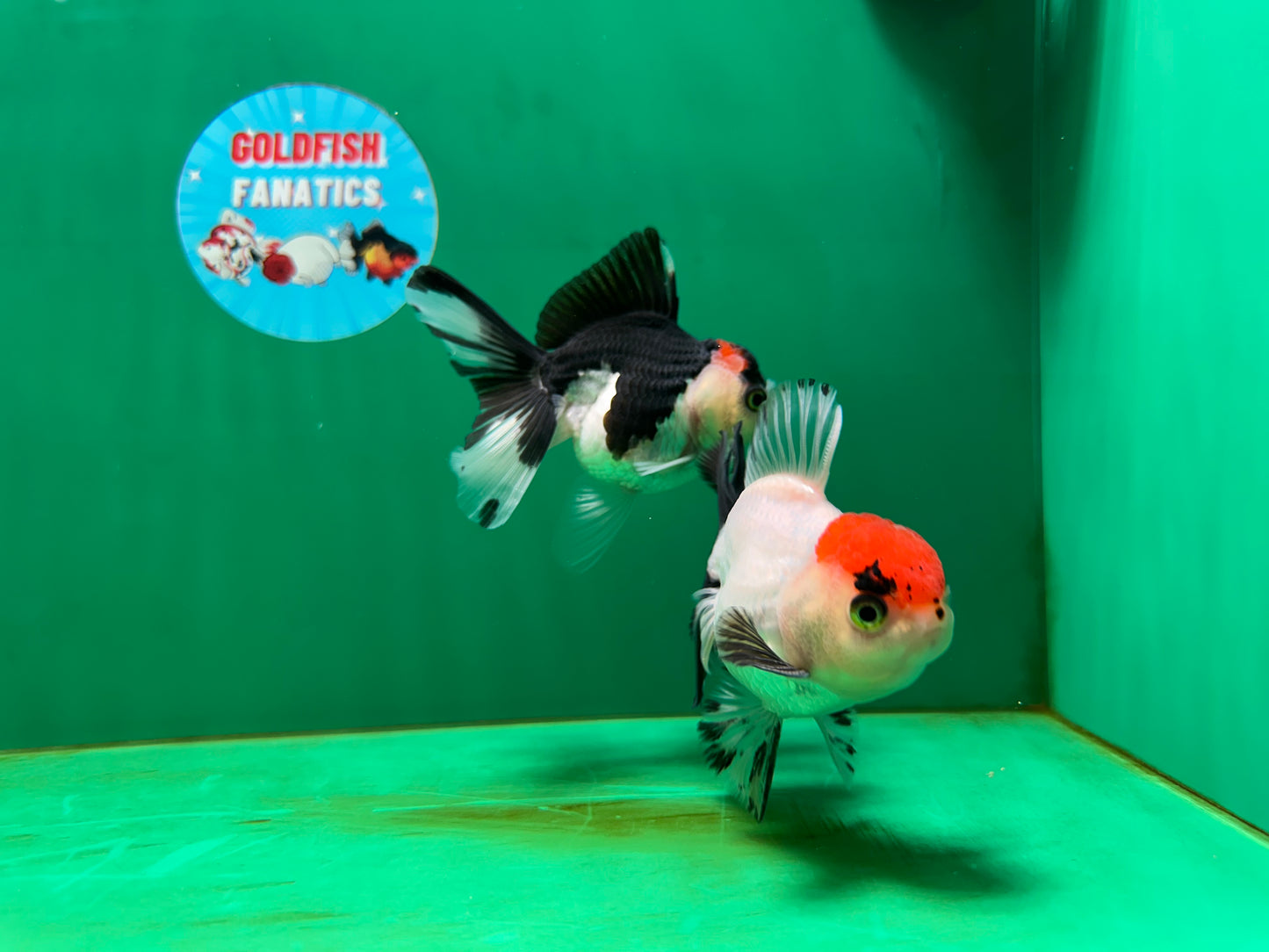 [COUPLE] Red Head Male & Tricolor Button Eyes Female Oranda 4 inches #052325CO_07