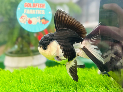 [SINGLE] Panda Oranda Male size 4 inches #112224SO_08