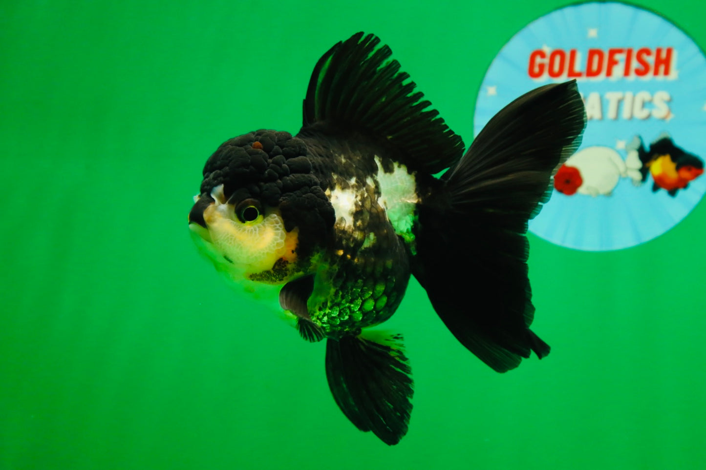 [SINGLE] Panda Oranda Female 4.5 inches #082225SO_12