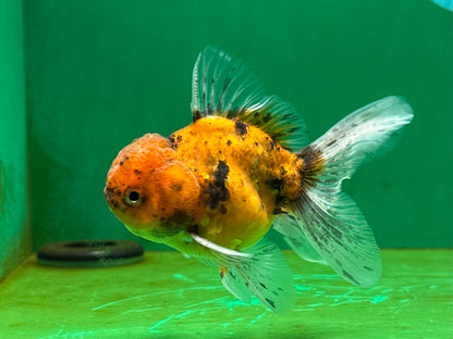 [SINGLE] Tiger Oranda Male 4 inches #060625SO_05