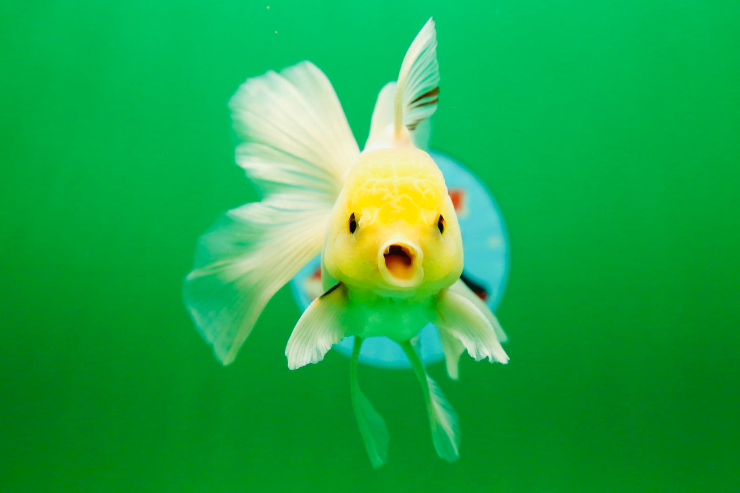 [SINGLE] White Male Oranda 5 inches #080125SO_05