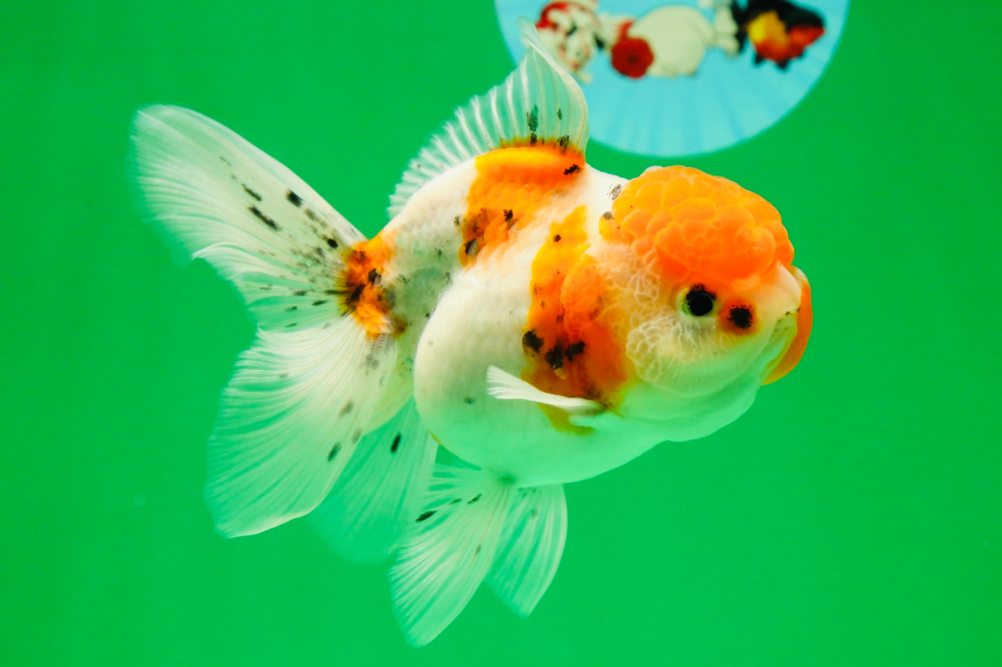 [SINGLE] Sakura Oranda Female 4.5-5 inches #041825SO_07