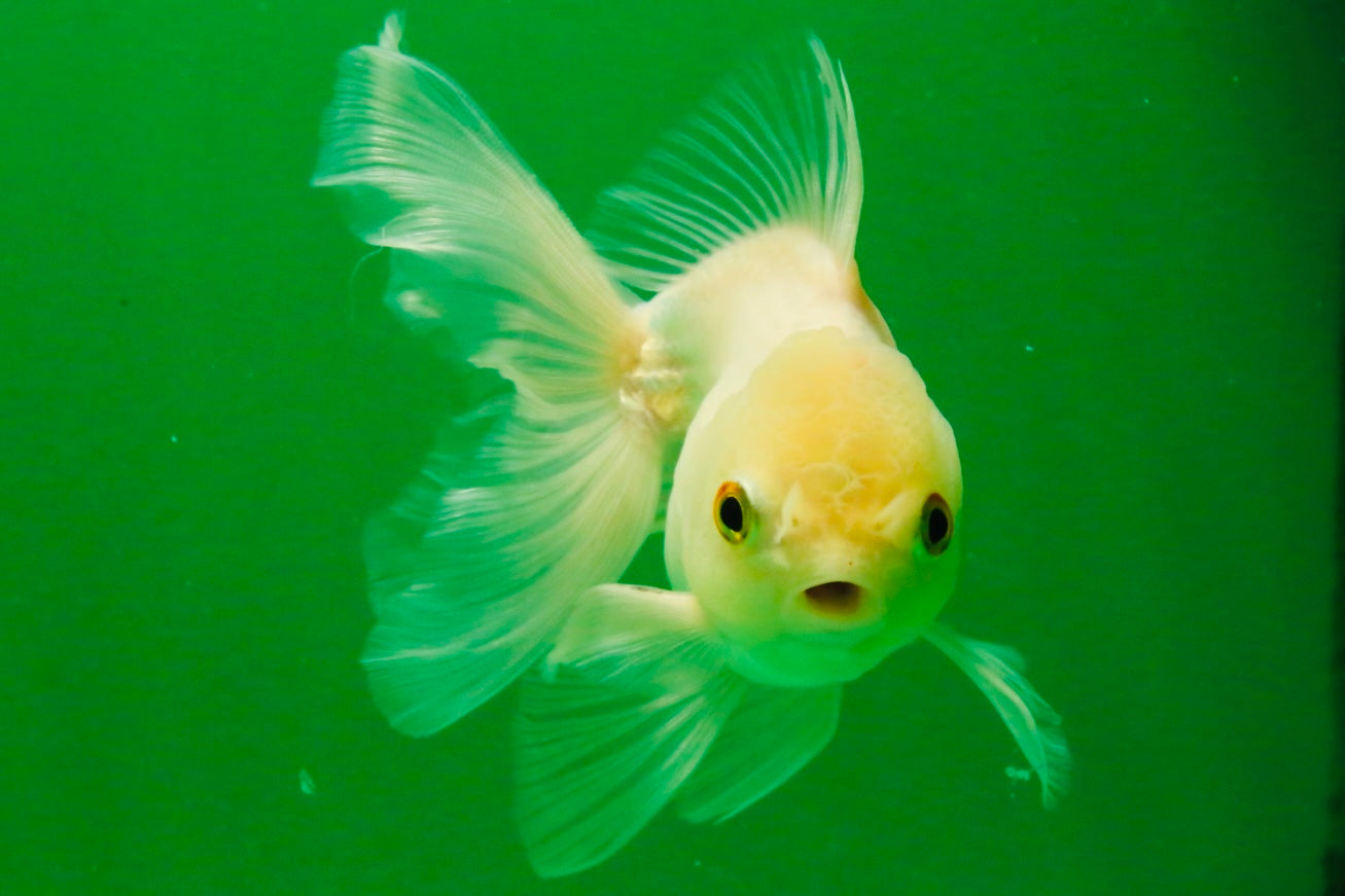[SINGLE] White Oranda Male 4.5 inches #121925SO_03