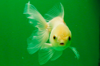 [SINGLE] White Oranda Male 4.5 inches #121925SO_03