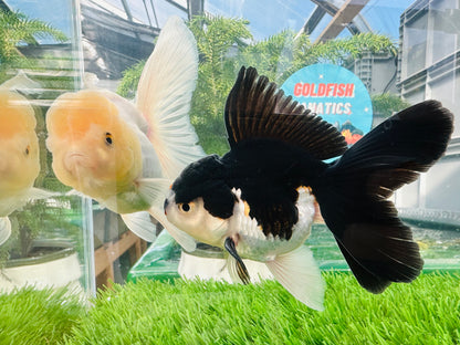 [COUPLE] Panda & Lemonhead Oranda size 4.5 inches #111524CO_05