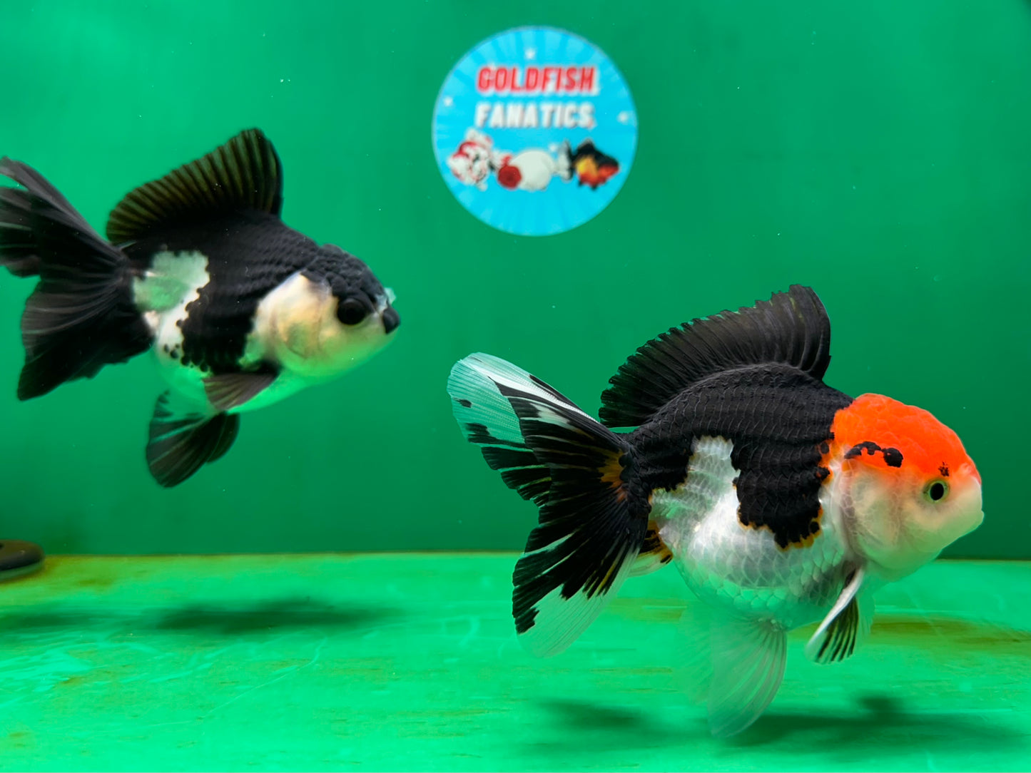 [COUPLE] Tricolor Male & Panda Female Oranda 4.5 inches #052325CO_10