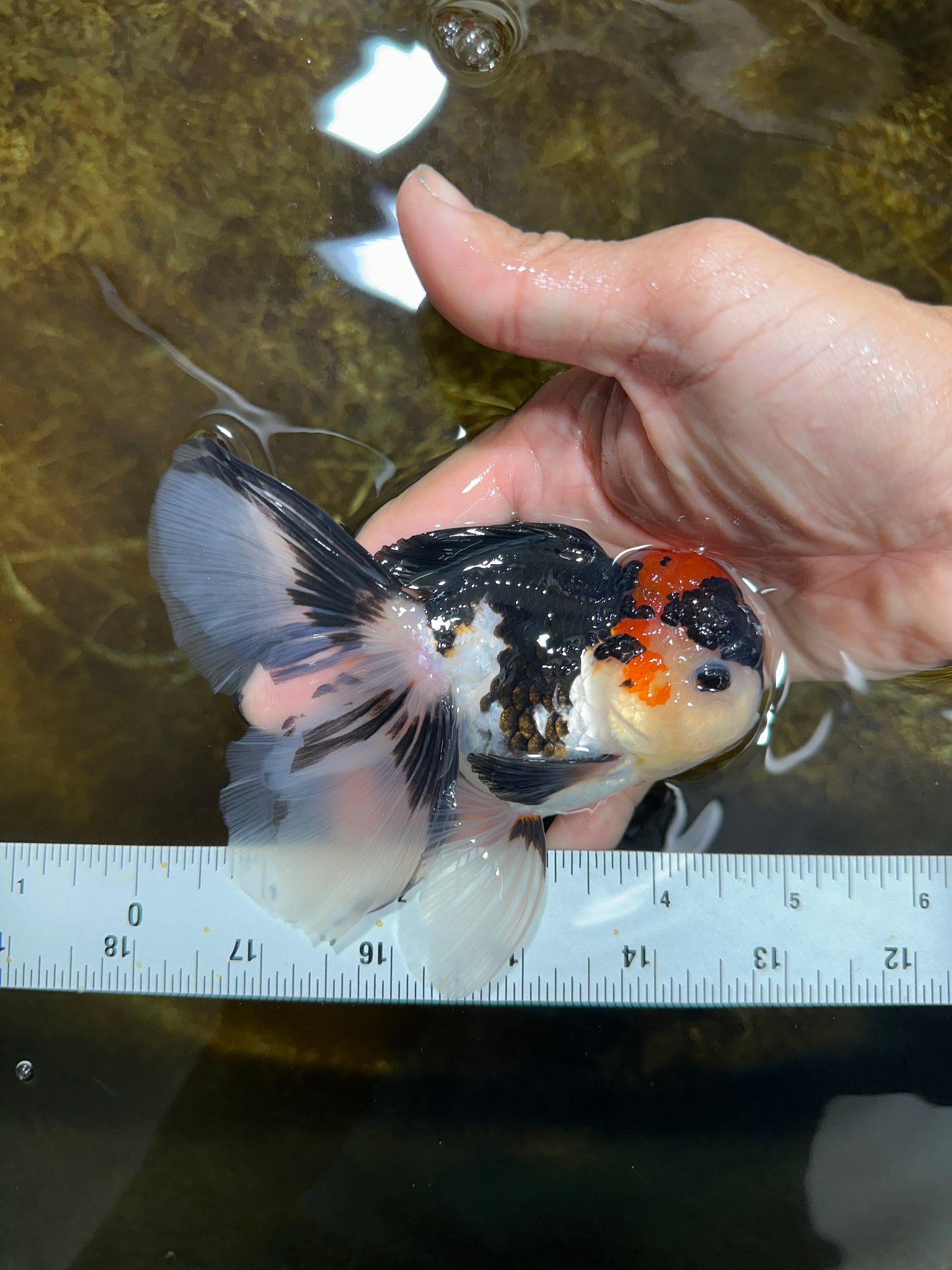 [SINGLE] Tricolor Oranda Male 4.5-5 inches #082225SO_09