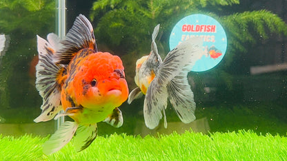 [COUPLE] Tiger & Kirin Oranda size 4-4.5 inches #111524CO_11